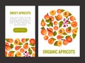 Juicy Apricot Fruit Banner Design with Ripe Garden Crop Vector Template