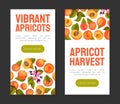 Juicy Apricot Fruit Banner Design with Ripe Garden Crop Vector Template