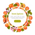 Juicy Apricot Fruit Banner Design with Ripe Garden Crop Vector Template