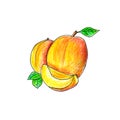 Juicy apricot fruit illustration