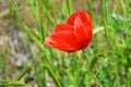 Bright red fresh papaver flowers, poppy bushes growing in the field, among green grass. Royalty Free Stock Photo