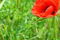 Bright red fresh papaver flowers, poppy bushes growing in the field, among green grass. Royalty Free Stock Photo