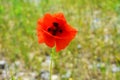 Bright red fresh papaver flowers, poppy bushes growing in the field, among green grass. Royalty Free Stock Photo