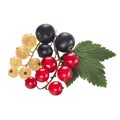 Juicy berries of black, red, white currant on a branch with leaves, isolated on a white background for packaging. Royalty Free Stock Photo