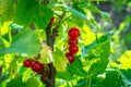 Juicy berries of red currant on a bush close-up. Sunny day in the garden. Growing red currants Royalty Free Stock Photo