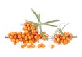 Juicy berries of sea buckthorn. Fresh ripe berries on branch with leaves isolated on white background Royalty Free Stock Photo