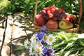 Juicy black grapes and apples, pears and peaches in a garden basket on an old wooden table, Royalty Free Stock Photo