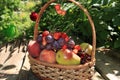 Juicy black grapes and apples, pears and peaches in a garden basket on an old wooden table, Royalty Free Stock Photo