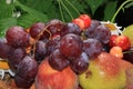 Juicy black grapes and apples, pears and peaches in a garden basket on an old wooden table, surrounded by spring flowers with drop Royalty Free Stock Photo