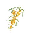A juicy branch of a sea buckthorn tree with yellow berries.