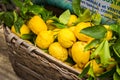 Juicy bright lemons in a basket