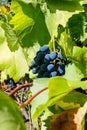 Juicy bunch of ripe grapes in the vineyard Royalty Free Stock Photo