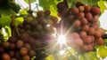 Juicy bunches of grapes sing in the sun Royalty Free Stock Photo