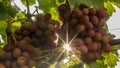 Juicy bunches of grapes sing in the sun Royalty Free Stock Photo