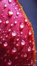 Juicy Cactus Pear Slice in Extreme Macro Close-Up .