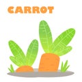 Juicy carrots grow in the garden. Vitamin-rich vegetables. Vector illustration