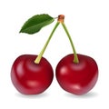 Juicy cherry, delicious fruit on white background in realistic style.