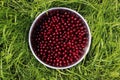 Juicy cherry in a metal plate on the grass Royalty Free Stock Photo