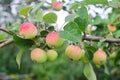 Juicy colorful apples on branch at autumn at garden