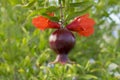 Juicy colorful pomegranate on tree branch with foliage on the background. Royalty Free Stock Photo