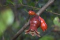 Juicy colorful pomegranate on tree branch with foliage on the background Royalty Free Stock Photo