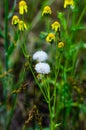 Yellow flowers and white dandelion buds. A field of wild grass behind the farm. Royalty Free Stock Photo