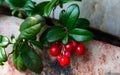 Juicy cowberry grows in a mountain crevice