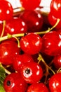 Juicy currant. Fresh red currant , Background of fresh currant. Various fresh summer berry, close up