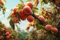 Juicy delicious peaches hanging on a tree