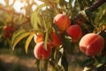 Juicy delicious peaches hanging on a tree