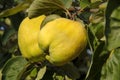 Juicy delicious quince or Cydonia vulgaris fruits in the twig