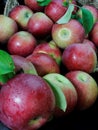 Basket of APPLES, grouped together, teamwork- one bad apple spoils the whole bunch Royalty Free Stock Photo