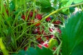 Juicy delicious red strawberries hiding inside under tall green leaves