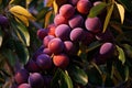 Juicy delicious sweet plums on branch in garden farm tree in sunset