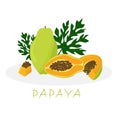 Juicy exotic papaya fruit, whole and its slices, papaya leaves, isolated on a white background. Vector hand drawn Royalty Free Stock Photo