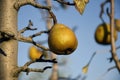 Juicy fragrant ripe pears on tree branch in orchard. Blurred background.