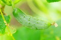 Juicy fresh cucumber close-up macro on a background of leaves Royalty Free Stock Photo