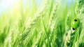 Juicy fresh ear of young green wheat and green ladybug on natural Royalty Free Stock Photo