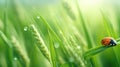 Juicy fresh ear of young green wheat and ladybug on natural Royalty Free Stock Photo