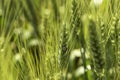 Juicy fresh ears of green wheat plant and snail on nature in spring field close-up of macro with texture background. Royalty Free Stock Photo