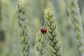 Juicy fresh ears of young green wheat and ladybug on nature in spring summer field close-up of macro Royalty Free Stock Photo