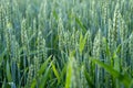 Juicy fresh ears of young green wheat on nature in spring summer field close-up of macro. ripening ears of wheat field