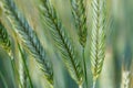 Juicy fresh ears of young green wheat on nature in spring summer field close-up of macro. ripening ears of wheat field