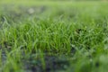 Juicy fresh green lawn and background blurred. The morning sun shines on the green lawn. Spring or summer and grass field with sun Royalty Free Stock Photo