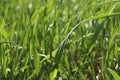 Juicy green spring grass background aginst the sun Royalty Free Stock Photo