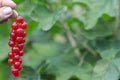 Juicy fresh ripe berries of a red currant on a branch, closeup, soft focus. Berries redcurrant with leaves on a light Royalty Free Stock Photo