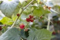 Juicy fresh ripe raspberry on a branch in nature outdoors close-up macro. Beautiful berries raspberry with leaves on a light green Royalty Free Stock Photo