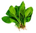 Juicy Fresh Spinach Leaves Isolated on White Background Royalty Free Stock Photo