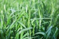 Juicy fresh stalks of young green wheat on nature in spring field in summer close-up macro. Wheat field on agriculture countryside Royalty Free Stock Photo