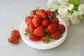 Juicy Fresh Strawberries White Plates Textured Cement Background Summer Fruit Vitamine Fresh Organic diet